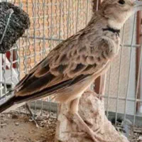 سهره خاکی مست