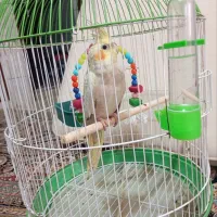 یک عروس هلندی