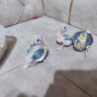 عروس هلندی سرلاکی