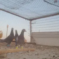 کفترالمانی