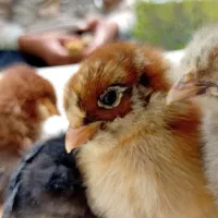 جوجه از همه نژاد