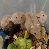 شش عدد همستر (کمپل)|موش و خرگوش|فاضل آباد, |دیوار