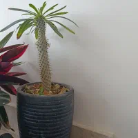 نخل ماداگاسکار