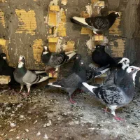 9تا کبوتر|پرنده|بم, |دیوار