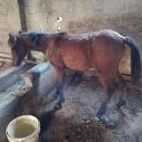 اسب کره مادیون بسیار آرام مظلوم|اسب و تجهیزات اسب‌سواری|امامزاده عبدالله, |دیوار