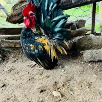 جوجه مرغ مینیاتوری