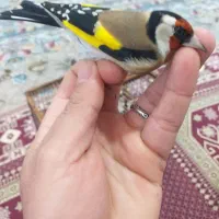 سهره وحش امسال|پرنده|اندیمشک, |دیوار