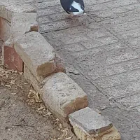 ۴ تا کفتر|پرنده|قائن, |دیوار