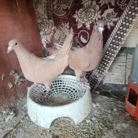 زرد کرمانی