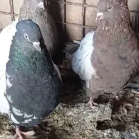 کبوتر سرتهی مهر