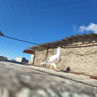 بدرنگ مادای بی نظیر