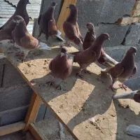 کبوتر سرخ ساعت سنگین|پرنده|برخوار, |دیوار