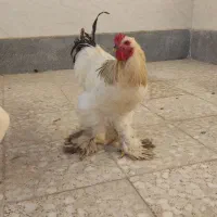 فروش مرغ و خروس برهما|حیوانات مزرعه|شیراز, شهرک کوشکک|دیوار