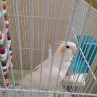 عروس هلندی ماده ( سفید )