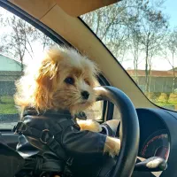 سگ شیتزو ماده مهربون