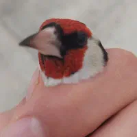 سهره نر نشون دار|پرنده|فردیس, نسترن شرقی|دیوار