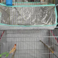 قناری نر مست مست|پرنده|خورموج, |دیوار