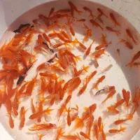 فروش ماهی قرمز گلدفیش