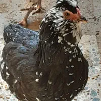 گلین تخم نطفه دار جوجه