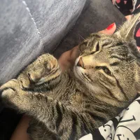 سرپرستی گربه