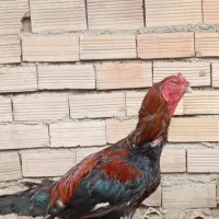 مرغ خروس لاری اصیل