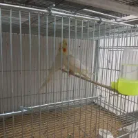 فروش کوتوله و عروس هلندی|پرنده|مبارکه, |دیوار