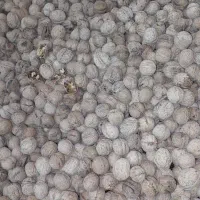 فروش گردوتازه وخوشمزه کیلو  ۸۰۰ حراج شد