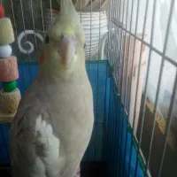 عروس هلندی ماده