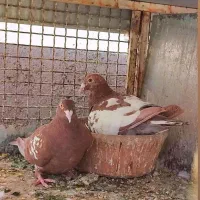 دورگ وپلاکی