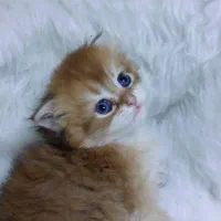 گربه های بریتیش و اسکاتیش در دو رنگ جذاب