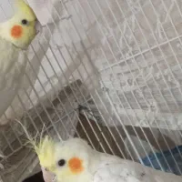 چهار عدد عروس هلندی