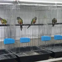 گرینچیک های مولد در پرنده سرای ابوالفضل|پرنده|قائمشهر, |دیوار