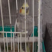 عروس هلندی|پرنده|رشت, سلیمانداراب|دیوار