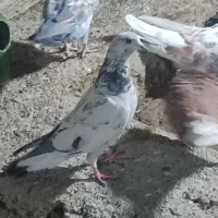 کفتر پلاکی ماده