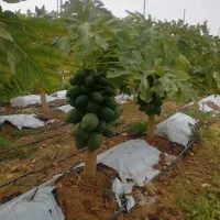 درخت گرمسیری|خدمات باغبانی و درختکاری|رامهرمز, |دیوار