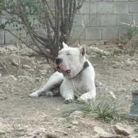 سگ داگو نگهبان صفت