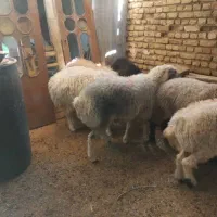 میش و بره|حیوانات مزرعه|شهرکرد, |دیوار