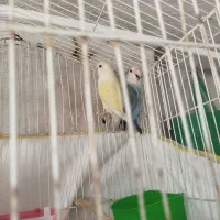 طوطی برزیلی|پرنده|ایلام, |دیوار