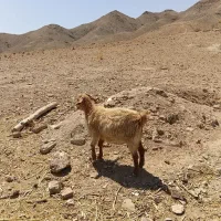 دوعدد بز نیمه گوشت