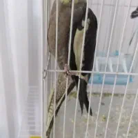 عروس هلندی گم شده اگه گرفتین ...