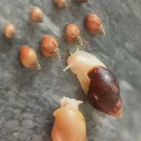 حلزون آلبینو و آچاتینا