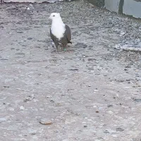 کلاغ کاکلی|پرنده|تربتحیدریه, مظفریه|دیوار