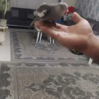 عروس هلندی چهار ماه ونیم  دونه خور سالم وبازیگوش|پرنده|محمدشهر, شهرک پیام (مهرالبرز)|دیوار