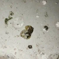 کبوتر پلنگ.انگل.پاکسازی|پرنده|رفسنجان, |دیوار