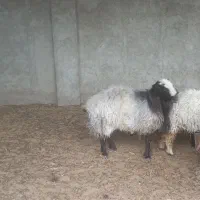 فروش قوچ قزل افشار داری ژن دوقلو زای