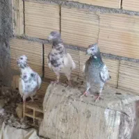 کبوتر شهرضا|پرنده|شهرضا, |دیوار