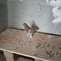 کبوتر|پرنده|مرودشت, دولت آباد|دیوار