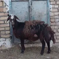 بره قوچ قزل افشاری