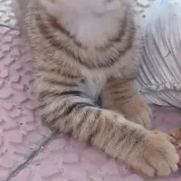 درخواست اسکان برای گربه