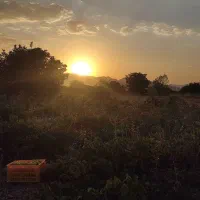 فروش باغ انگور و درختان میوه و زمین کشاورزی|فروش دفتر صنعتی، کشاورزی، تجاری|خنداب, |دیوار